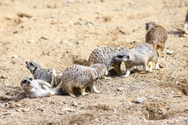 Meerkat Csoportban Állva Harcol Vicces Pózt Játszik — Stock Fotó