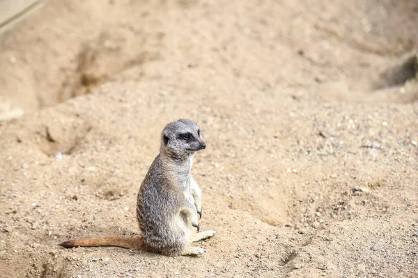 Meerkat Στην Ομάδα Στέκεται Αγωνίζονται Παίζει Και Κάνει Αστεία Στάση — Φωτογραφία Αρχείου