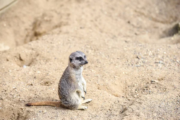 Meerkat Στην Ομάδα Στέκεται Αγωνίζονται Παίζει Και Κάνει Αστεία Στάση — Φωτογραφία Αρχείου