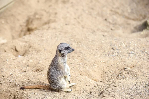 Meerkat Στην Ομάδα Στέκεται Αγωνίζονται Παίζει Και Κάνει Αστεία Στάση — Φωτογραφία Αρχείου