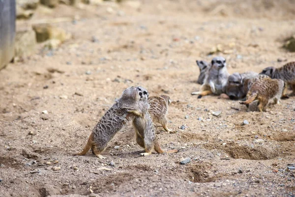 Meerkat Group Standing Fighting Playing Doing Funny Pose — Stock Photo, Image