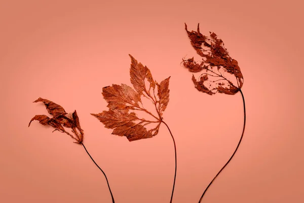 Autumn Leaves Background Dried Leaf Fall — Stock Photo, Image