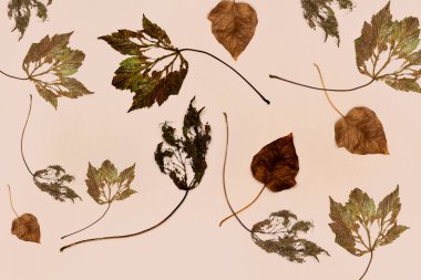 Sonbahar yapraklarının arka planında kurumuş yapraklar var.