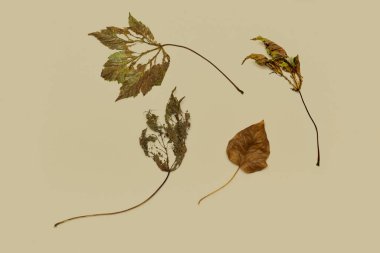 Ölü yapraklardan çevresel koruma kavramı