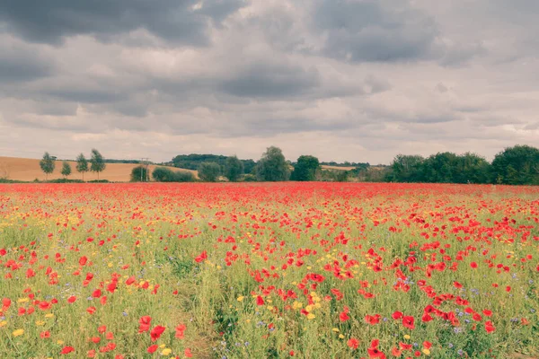 Poppy Field Beautiful Red Poppies Flowers Summer Meadow — Stock Photo, Image