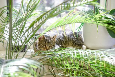 Evin içinde oynayan genç bir kedi. Yavru kedi pencerenin yanındaki bir ev bitkisinin arkasında saklanıyor.