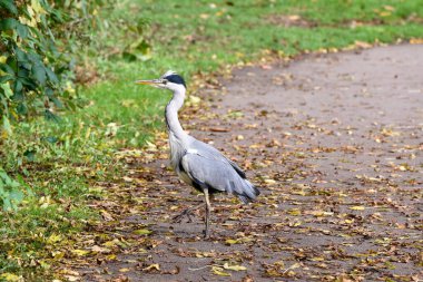 Ardeidae familyasının bir parçası olan balıkçıl, tatlı su gölünün kıyısındadır.