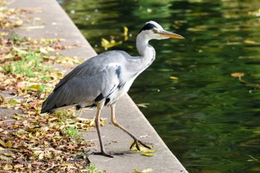 Ardeidae familyasının bir parçası olan balıkçıl, tatlı su gölünün kıyısındadır.