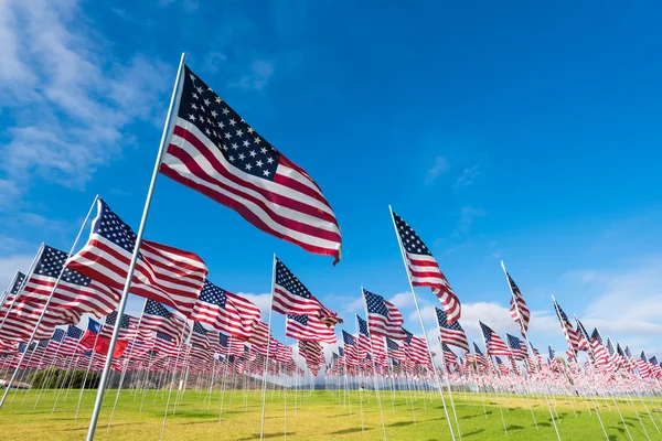 Campo de banderas americanas — Foto de Stock