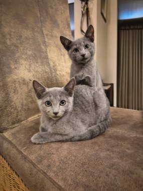 Bir sandalyede Rus Mavi Kedi Kardeşleri