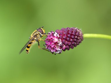 Gözlü Spilomiya (Spilomyia diophthalma), bir aile uçar, hoverflies (Syrphidae) üzerinde kırmızı bir çiçek