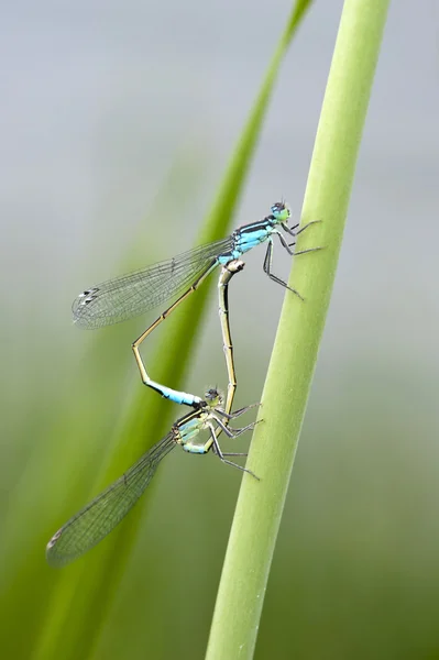 A pair of red-eyed damselflies mating — Stock Photo, Image