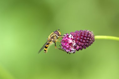 Gözlü Spilomiya (Spilomyia diophthalma), bir aile uçar, hoverflies (Syrphidae) üzerinde kırmızı bir çiçek