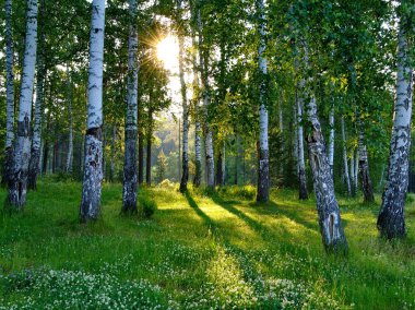 Huş ağaçları bir yaz ormanının içinde