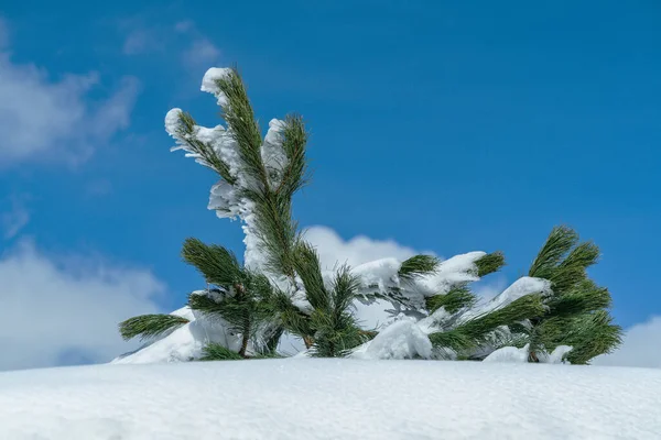 Landscape with Mountain pine in the snow on a sunny day.