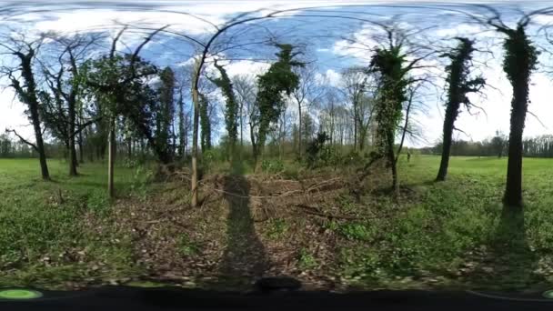 Turista com uma mochila está andando em árvores sem folhas Panorama Vídeo Floresta na Primavera Vídeo 360 Distorção óptica Dia ensolarado Céu azul Nuvens brancas — Vídeo de Stock