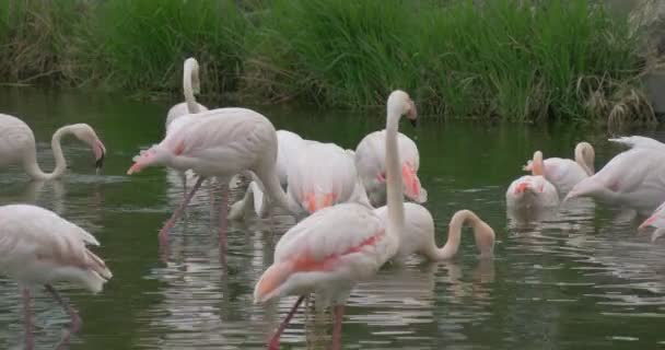 Groupe de flamants roses se reposant dans un petit étang avec herbe verte 