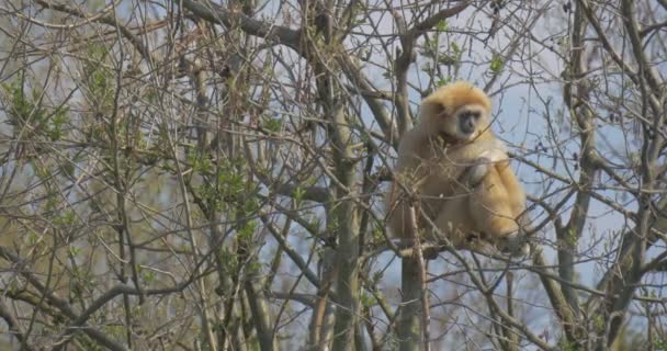 Gibbon saute de l'arbre sans feuilles et hors de la vue 