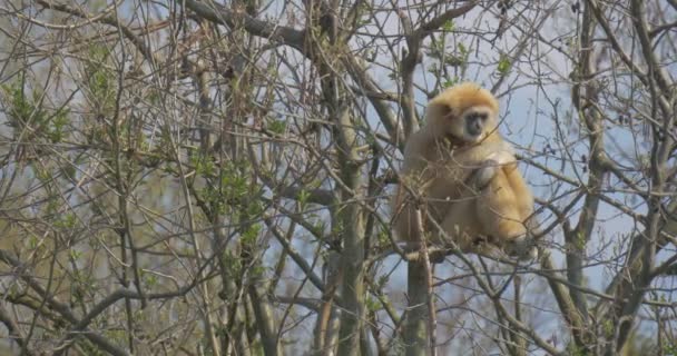 Gibbon salta dall'albero senza foglie e fuori dalla vista — Video Stock