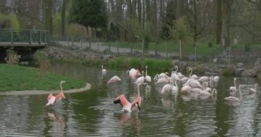 Pembe flamingolar grup parkta bir havuzda yüzme, manzara görünümü.