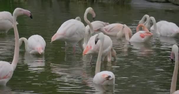 Grupp av Flamingos vilar i sjön på sommaren — Stockvideo