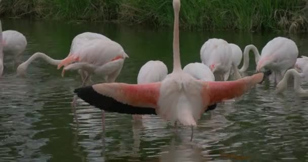 Rosa Flamingos stehen im Wasser und breiten ihre Flügel weit aus — Stockvideo