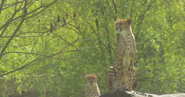 Dois leopardos africanos sentam-se e caminham no zoológico — Vídeo de Stock