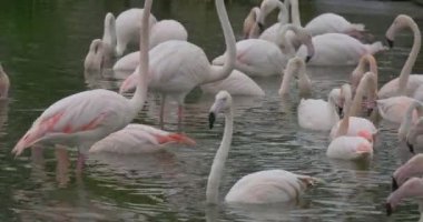 Pembe flamingolar grup yaz ormandaki su besleme