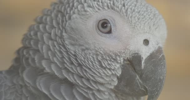 African Grey Parrot Front View Headshot While Bown Shakes Its — Vídeo de stock