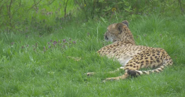 Afryki Leopard leżącego i oddycha głęboko w Zoo — Wideo stockowe