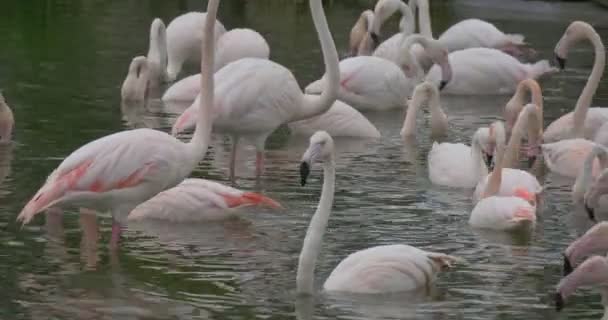 Gruppo di fenicotteri rosa si nutrono in acqua nella foresta estiva — Video Stock