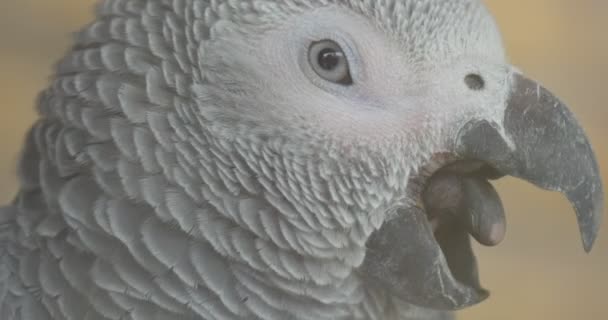 Papagaio Cinzento Africano Yawns Agitando Sua Cabeça Mostrando Sua Longa — Vídeo de Stock