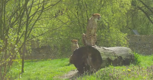 Dos leopardos africanos se sientan a esperar en el zoológico — Vídeos de Stock