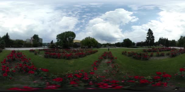 360vr βίντεο άνθρωπος στο κόκκινο τριαντάφυλλα λουλουδιών κρεβάτια Backpacker βρίσκεται σε κοντινή μεταξύ των τριαντάφυλλων και πράσινο γρασίδι πάρκο σοκάκι ψάχνει απολαμβάνοντας το καλοκαίρι με τα πόδια — Αρχείο Βίντεο