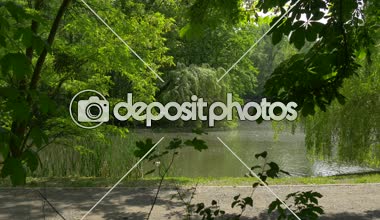 Park sokak boyunca nehir Gölü su birikintisi söğüt ağaçları Gölü dalları ve yaprakları taze yeşil ağaçların Rüzgar doğa güneşli bir yaz günde sallanan