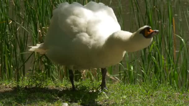Cisne branco agita sua cauda e asas de pé perto da lagoa verde grama cana no lago pássaro com bico vermelho está Preening suas penas no dia de verão do sol — Vídeo de Stock