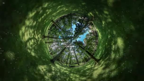 360 vr サンレミバスティオン ビデオ男は森林公園緑の新鮮な草や木ベンチに沿って路地太陽輝くを通じて、枝の葉夏日青い澄んだ空による歩行 — ストック動画