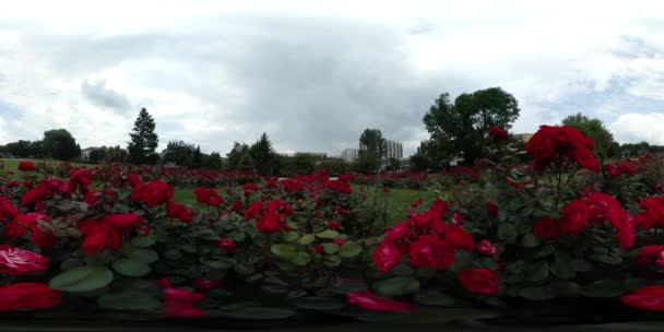 360vr film człowiek przychodzi dotyka Red Roses kwiat łóżka Backpacker jest chodzenie wśród róż i zielona trawa parku aleja patrząc cieszą się latem chodzić — Wideo stockowe