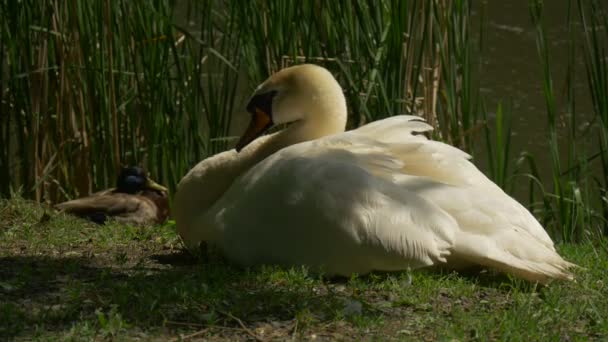 Cisne Blanco y Pato Mallard están sentados en una orilla de un estanque Caña de hierba verde en el lago Pájaro con pico rojo Preening sus plumas en el sol Día de verano — Vídeo de stock