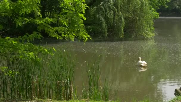 Cisne blanco en un estanque Sauce sobre la caña de agua Onda en un lago Río Mallards Cisnes Árboles verdes en la orilla Verano Día soleado Álamo El algodón vuela — Vídeos de Stock