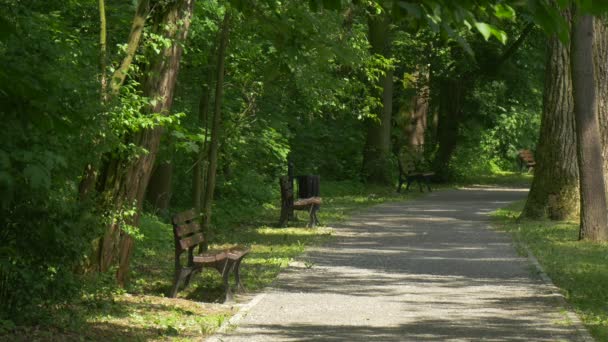 Manliga Backpacker är ridning bort med cykel i parken Alley bänk Under träd turist har resten sport rekreation i sommar solig dag färska gröna träd — Stockvideo