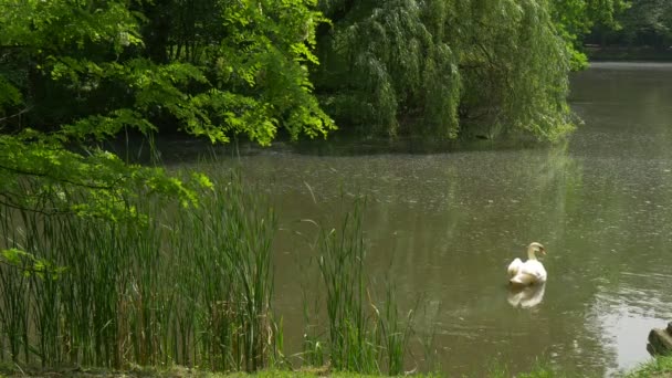 Latające ptaki łabędź biały na staw wierzby na wody marszczyć na jezioro rzeka Mallards łabędzie zielone drzewa na Bank lato słoneczny dzień topoli bawełny — Wideo stockowe