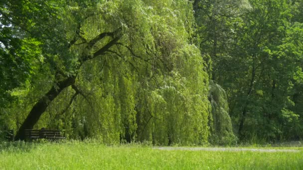 Zielone lato Park wierzba rośnie wzdłuż alei pojedynczy stół wzdłuż chodnik droga przez las Park, które kołyszą się gałęzie drzew słoneczny dzień o wiatr — Wideo stockowe