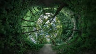 360vr Video patika sokakta Park yeşil çocuk ağaçlar gölge ağaçların altında çalılar arkasında ağaçlar yaz yol yeşil çim çim boyunca akşam alacakaranlık