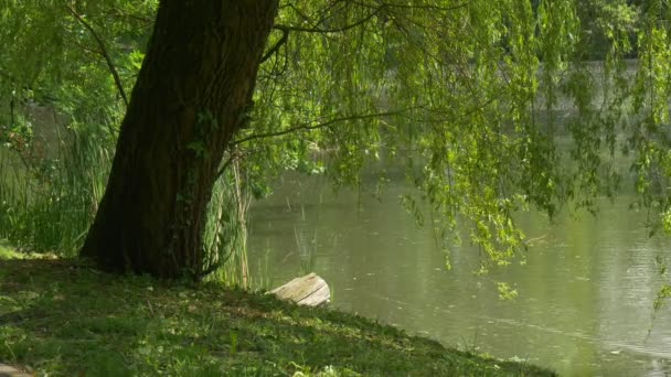 Ente schwimmt an einer wässrigen Oberfläche Weidenbaum am Ufer des Sees Pappel Baumwolle fliegt frische grüne Bäume sonniger Sommertag Vogel hinterlässt Spuren auf einem Wasser — Stockvideo