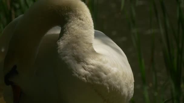 Cygne Blanc Lissage Sa Banque De Plumes Près Lac Vert Herbe Reed Chez Loiseau De Rivière à Bec Rouge Dans Les Usines De Jour Summer Sun Sont Se Balançant Dans Le Vent
