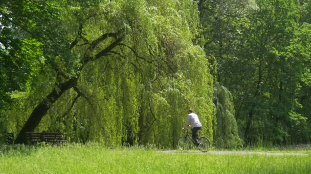 Hombre se sienta en una bicicleta sosteniendo Smartphone montar por Park Alley Green Park exuberantes árboles verdes sauces crecen a lo largo del callejón único banco colocado en el sendero — Vídeo de stock