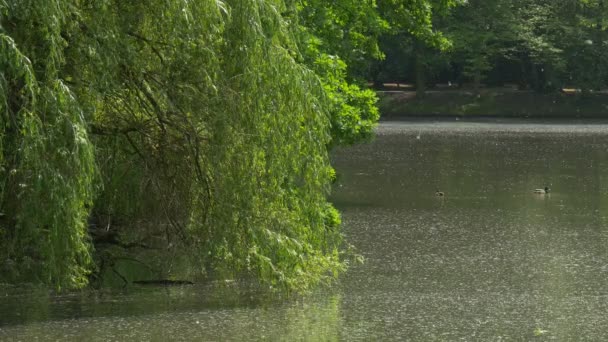 Vilda ankor på en damm Willow Upon the vatten rippel på en sjö flod gräsänder svanar gröna träd på den andra banken sommar solig dag poppel bomull flyger — Stockvideo