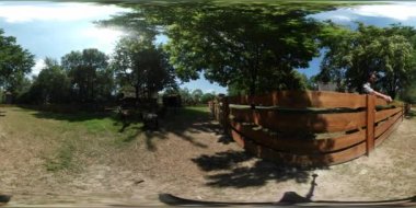 360vr Video adam turistik bir koyun keçi ahşap çit eski köy rustik evleri avlu ile ev ile ilgili hayvan yeşil ağaçlar orman çim güneşli besleniyor