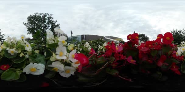 360vr 비디오 빨간색과 흰색 꽃 노란색 중간 건물 배경 녹색 타원형 잎 흐린 여름 날 줄기는 나 부 끼고 바람에 여름 저녁 — 비디오
